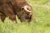 Herdmaster Mix- Pasture Grass Mixture Herdmaster Mix- Pasture Grass Mixture