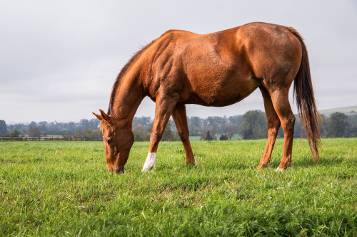 Equestrian Mix - Pasture Grass Mixture Equestrian Mix - Pasture Grass Mixture