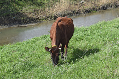 Streambank Wheatgrass Streambank Wheatgrass