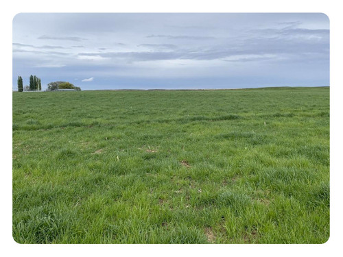 Stockmaster Livestock Grazing Mix Stockmaster Livestock Grazing Mix