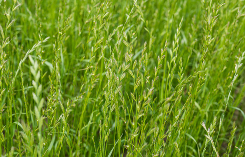 Perennial Ryegrass, Oro Verde Perennial Ryegrass, Oro Verde