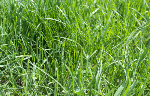 bentgrass pure seed bentgrass pure seed
