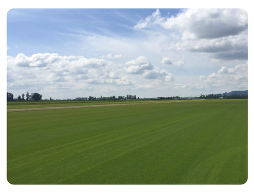 Bentgrass, Pennlinks Bentgrass, Pennlinks