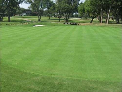 Bentgrass, Penncross Bentgrass, Penncross