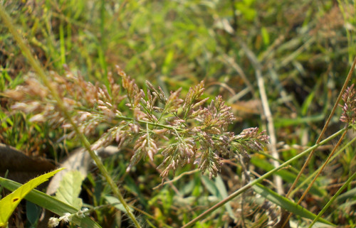 bend sand lovegrass bend sand lovegrass