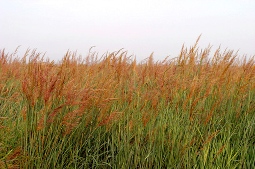 cheyenne indiangrass cheyenne indiangrass