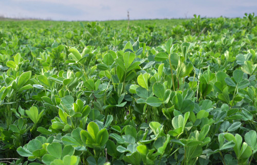 Alfalfa, WL 458 RR Alfalfa, WL 458 RR