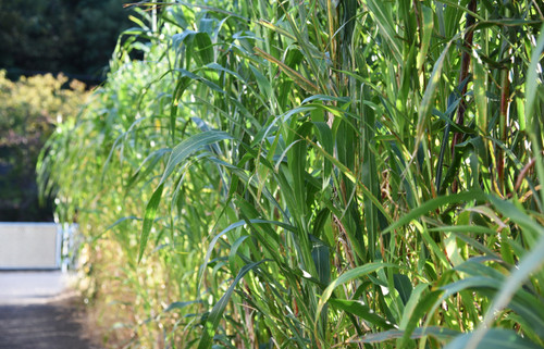 Sorghum Sudangrass (SxS), Wondergraze