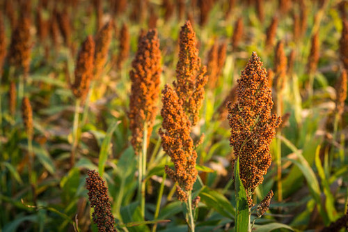 BMR 506x51 Sorghum Sudangrass (SxS) BMR 506x51 Sorghum Sudangrass (SxS)
