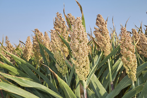 Hegari Sorghum