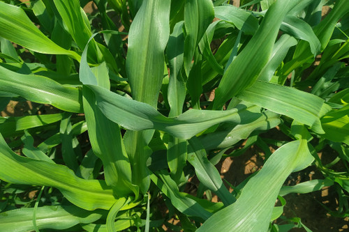 Pearl, Leafy 22 Millet Pearl, Leafy 22 Millet