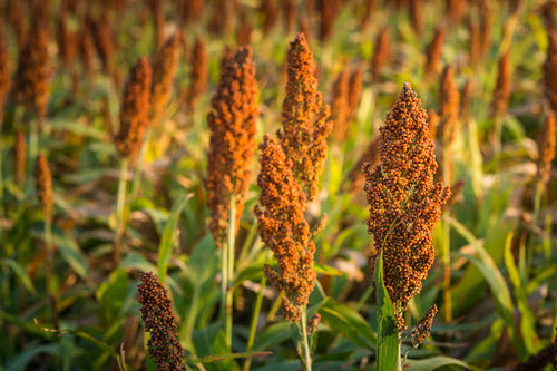 Spring Bird Food Plot Mix Spring Bird Food Plot Mix