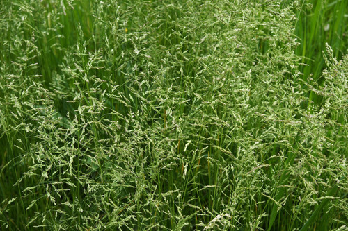 Teton II Tall Fescue Teton II Tall Fescue