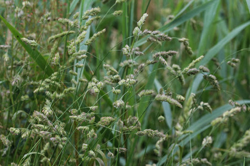 Potomac Orchardgrass Potomac Orchardgrass