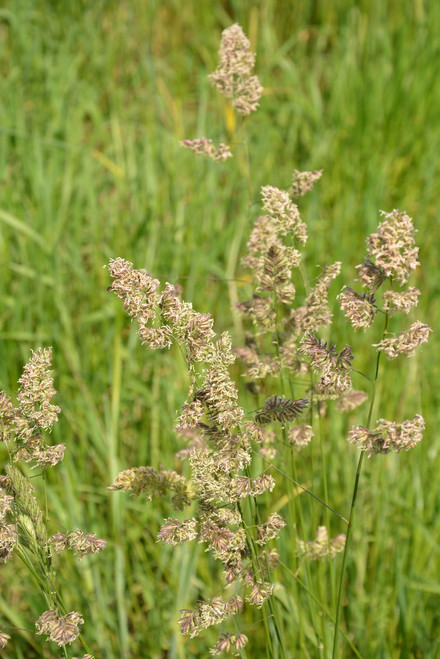 Quick Draw Orchardgrass Quick Draw Orchardgrass