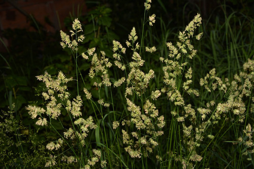 Quick Draw Orchardgrass Quick Draw Orchardgrass