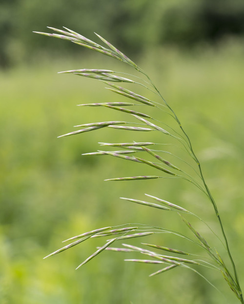 Smooth Bromegrass Smooth Bromegrass