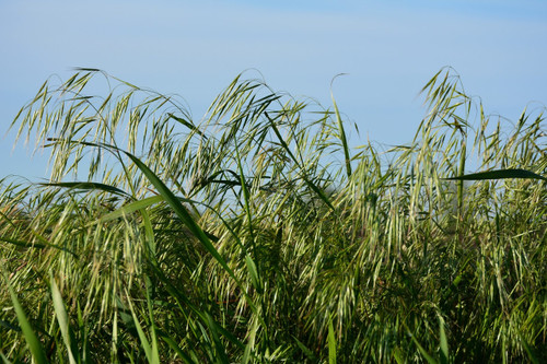 Smooth Bromegrass Smooth Bromegrass