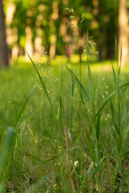 Meadow Bromegrass Meadow Bromegrass