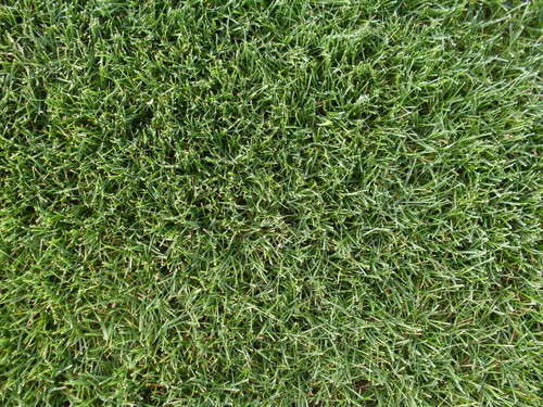 Belize Perennial Ryegrass