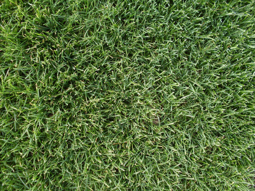 fiji II perennial ryegrass fiji II perennial ryegrass