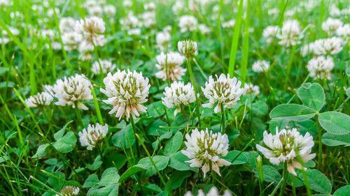 frosty berseem clover frosty berseem clover
