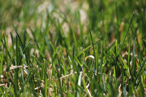 Milagro Kentucky Bluegrass Milagro Kentucky Bluegrass