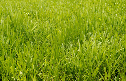 Gulf Annual Ryegrass Gulf Annual Ryegrass