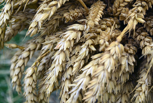 beardless wheat beardless wheat