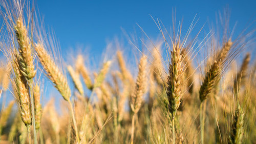 Scout 66 Winter Wheat