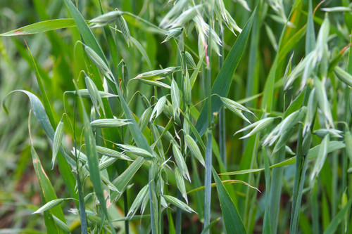 Oats, Monida Oats, Monida