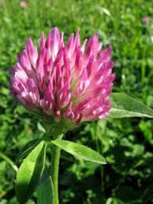 red clover red clover