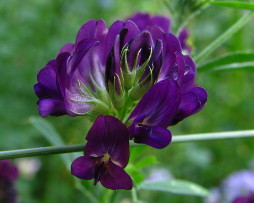 alfalfa ladak purple flower