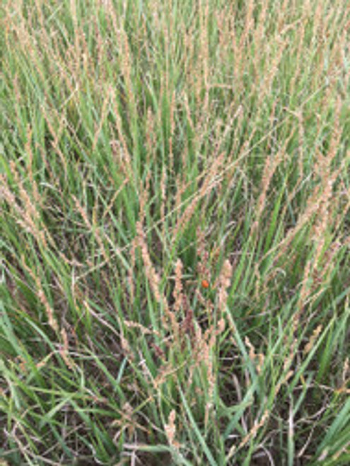 Vine Mesquite Vine Mesquite
