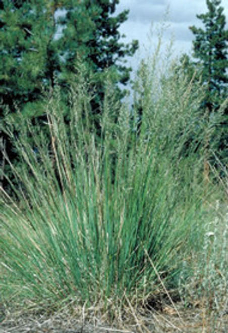Mountain Muhly Mountain Muhly