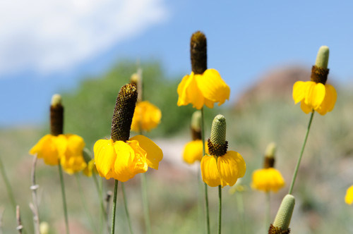 Yellow Prairie Coneflower