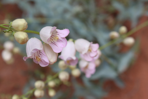 Palmer Penstemon