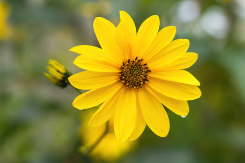 Maximilian Sunflower