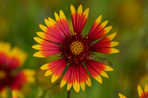 firewheel wildflower firewheel wildflower