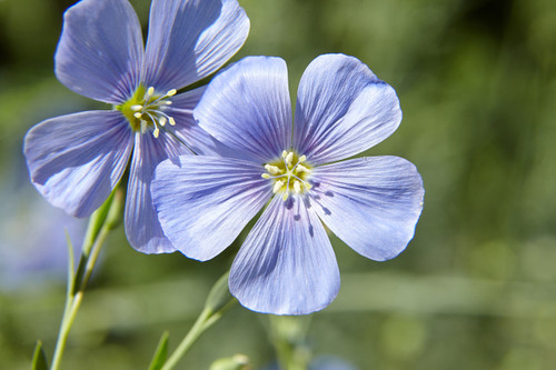 blue flax