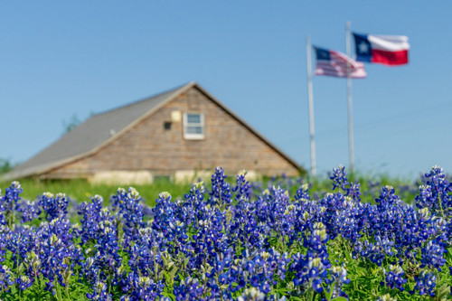 Texas Bluebonnet