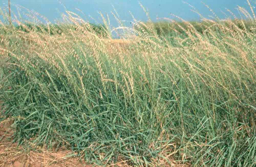 Sideoats Grama, Vaughn Sideoats Grama, Vaughn