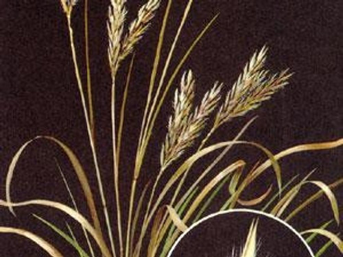 Sand Bluestem Sand Bluestem