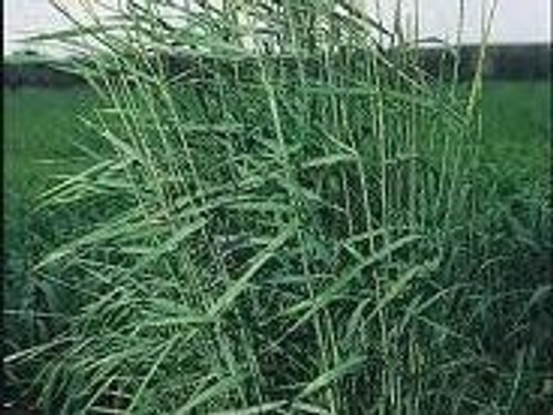 Slender Wheatgrass Slender Wheatgrass