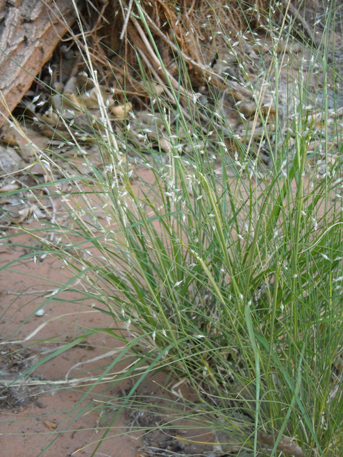 Indian Ricegrass Indian Ricegrass