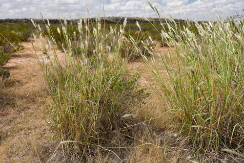 cane bluestem cane bluestem
