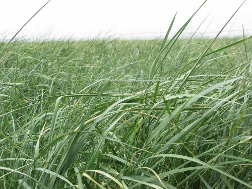 Jose Tall Wheatgrass