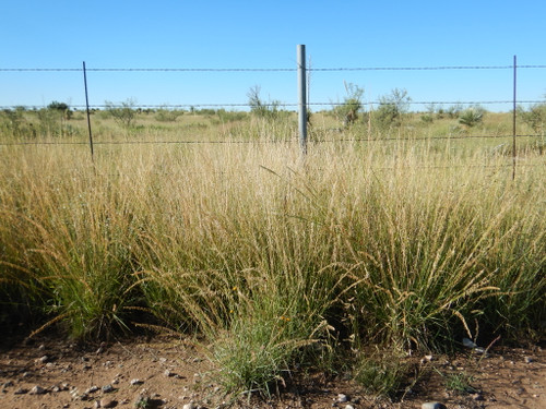 Sideoats Grama, El Reno Sideoats Grama, El Reno
