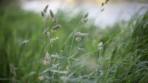 texoka buffalograss texoka buffalograss
