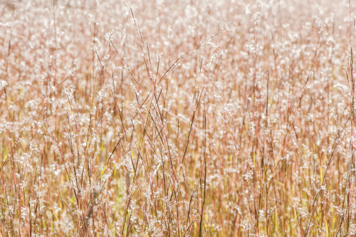 Little Bluestem, Aldous Little Bluestem, Aldous